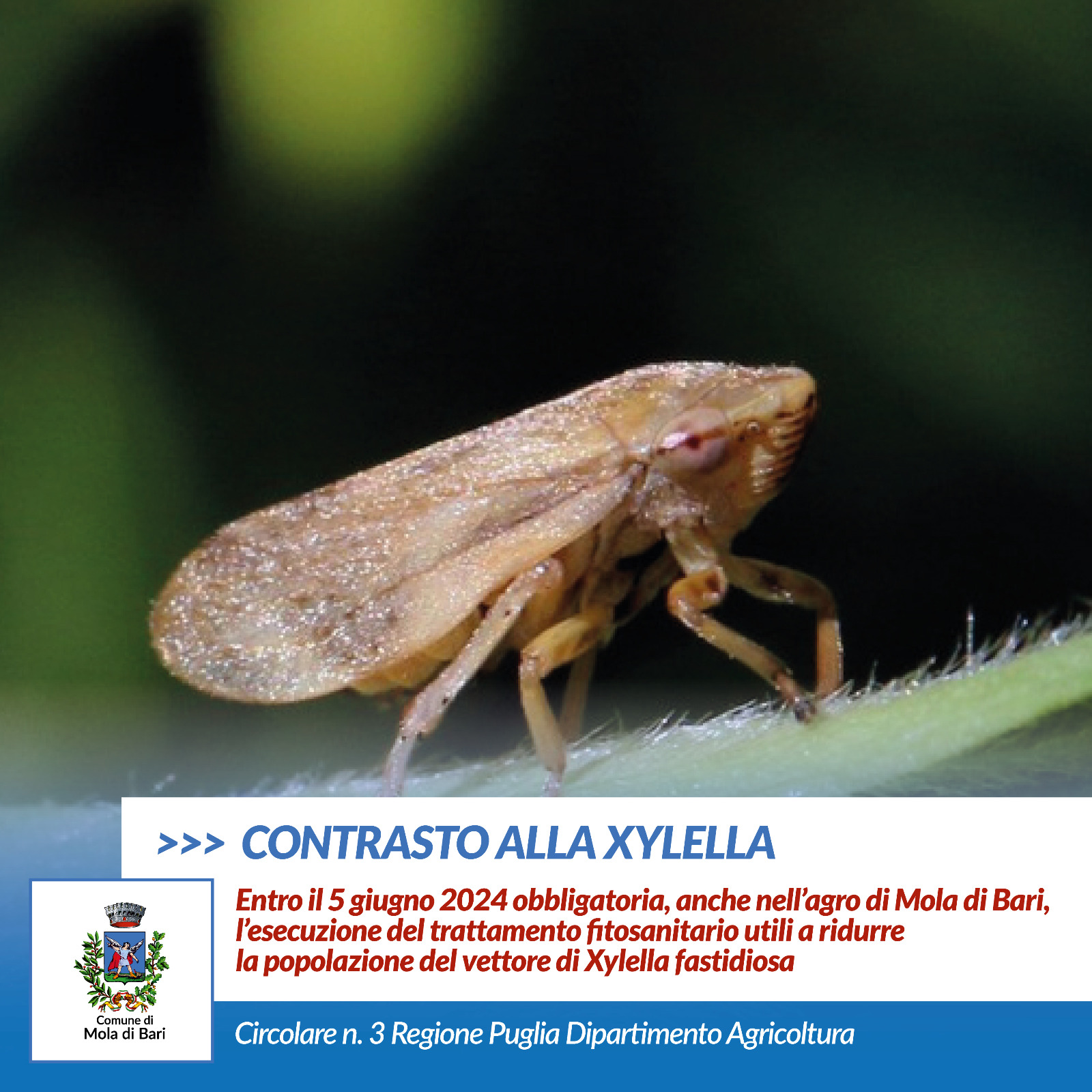 CONTRASTO ALLA XYLELLA